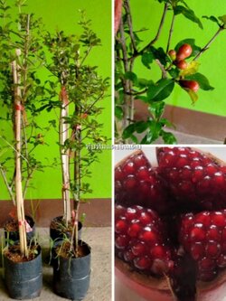 🍒# ต้นทับทิมแดงอินเดีย ทับทิมเนื้อกรอบฉ่ำ แดงหวานฉ่ำ พร้อมส่งถึงหน้าบ้าน🚚