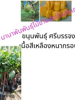 ต้นขนุนศรีบรรจง เป็นขนุนที่เนื้อสีเหลือง กรอบหอมอร่อยขนุนเป็นผลไม้มงคลที่นิยมปลูกเพื่อเกื้อหนุนคนในบ้านให้มีความเจริญ