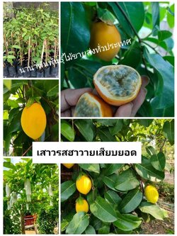 ต้นเสาวรสอาวาย พันธุ์เหลืองหวานหอมอร่อย ขอบอก