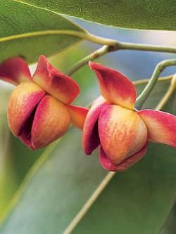 ต้นลำดวนแดง