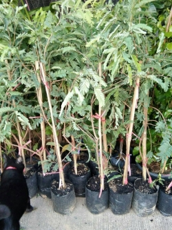 ต้นมะขามแดงสยาม