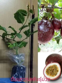 ต้นเสาวรส พันธุ์สีม่วง(รสหวาน)