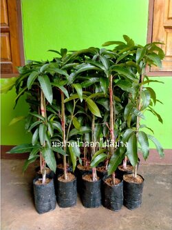 มะม่วงน้ำดอกไม้ม่วง มะม่วงใต้หวันลูกใหญ่สีสวย ต้นทาบสวย ๆเลยจ้า