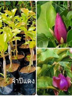 💢#ต้นจำปีแดง ไม้ประดับหายาก พร้อมส่งจ้า