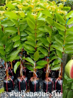 #ฝรั่งใส้แดงแตงโม 💢 หอมหวานฟินๆมีติดบ้านกันหรือยังค่ะ💢