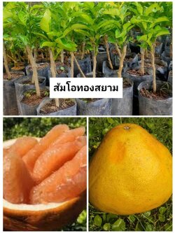 🍊#ต้นส้มโอทองสยาม#ส้มโอจักรพรรดิ์ ผลใหญ่เนื้อหวาน ยอดต้นสวย