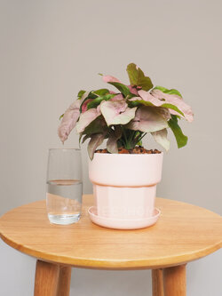 ต้นออมชมพู