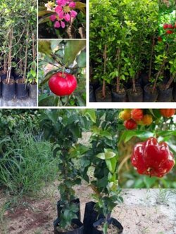 📍📍📍ชุด 3 ต้น 3 พันธุ์ เชอรี่มานัวว์ เชอรี่สเปน มะยมแดง 599 บาทรวมส่งค่ะ ✅รอหน้าบ้านค่ะ