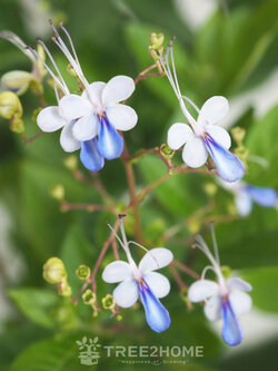 ต้นผีเสื้อแสนสวย