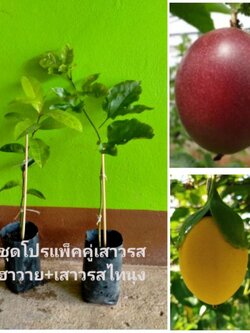 🎀โปรแพ็คคู่ เสาวรสฮาวาย+เสาวรสไทยนุง พร้อมปลูกค่ะ