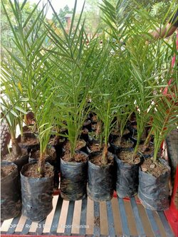 🌴#ต้นอินทผาลัมบาฮีเหลือง ลงปลูกได้เลยจ้า ต้นอายุ1ปี2เดือน ช้าหมดอดนะจ๊ะ