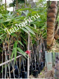 🌿#ต้นไผ่ยักษ์น่าน ต้นตอนลงถุงชำพร้อมปลูก