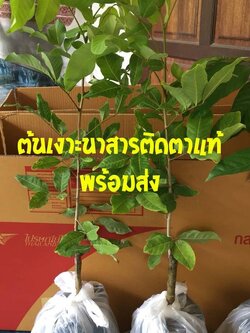 ต้นเงาะ ต้นเงาะนาสาร ต้นเงาะโรงเรียน กิ่งเงาะ กิ่งเงาะโรงเรียน