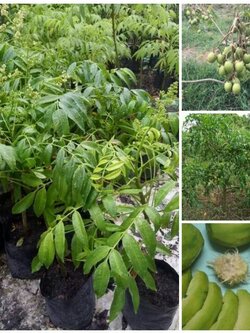 ต้นมะกอกฝรั่งพันธุ์เตี้ย แบบตอนกิ่ง