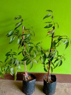 🍀#ต้นมะยงชิดไข่ไก่พันธุ์ทูลเกล้า เสียบยอดขนาด50ซม..ต้นสวยๆค่ะ