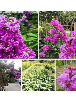 💜ม่วงสาหรี ดอกม่วงสดใส ต้นพร้อมปลูกค่ะ