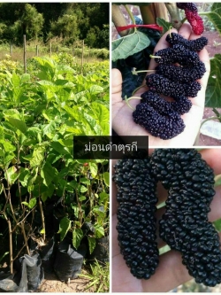 ม่อนดำออสตุรกี