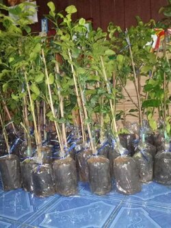 ต้นมะมาวพันธุ์ทูลเกล้า แบบตอนสูง 80-1 เมตร