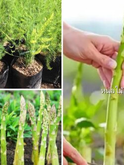 ต้นกล้าหน่อไม้ฝรั่ง สวยๆจ้า