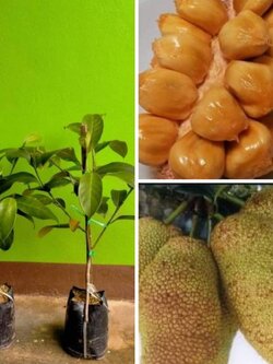 #จำปาดะสายน้ำผึ้ง