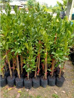 🍊🍊สัมเขียวหวานบางมด ปลูกง่ายให้ผลไว