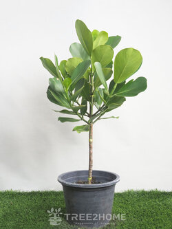 ต้นเกล็ดกระโห้