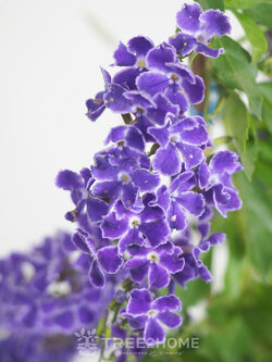 ต้นเทียนหยด