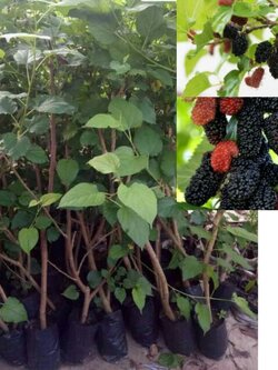 ต้นมัลเบอรี่ ต้นหม่อนเชียงใหม่ ถุงชำรากติดพร้อมลงปลูก