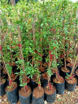 🎀#ต้นทับทิมแดงมารวย ต้นตอนพร้อมลงปลูกได้เลยค่ะ