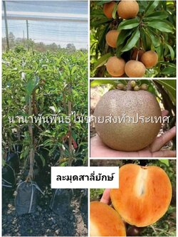 #ต้นละมุดสาลี่ยักษ์ ละมุดลูกใหญ่ ผลดก ต้นทาบกิ่งให้ผลไวคะ