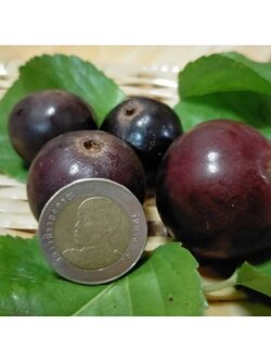 👌#ตะขบยักษ์ไร้หนาม มะแกว๋น หมากแบน ผลไม้ป่าเริ่มหายาก มาเสริมถึงหน้าบ้านค่ะ