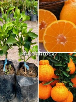 ต้นส้มเดโกปอง ส้มที่รสชาดอร่อยและแพงที่สุด เสริฟถึงหน้าบ้านค่ะ