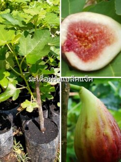 ต้นมะเดื่อฟิก พันธุ์แบล็คแจ๊ค มะเดื่อฝรั่งคุณค่าทางโภชนาการสูง