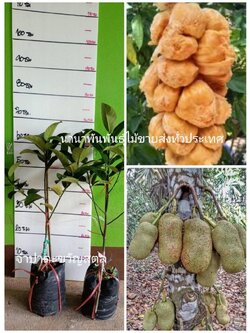 #ต้นจำปาดะขวัญสตูล ต้นทาบ พันธุ์ที่ยุมใหญ่ น่ารับประทาน ต้นพร้อมปลูกคะ