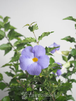 ต้นช้องนาง