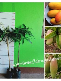🥭ต้นมะม่วงมหาชนก ต้นทาบสวยค่ะ