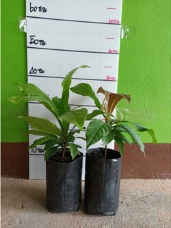 🍀ต้นจิกเศรษฐีแพ็คคู่ ต้นพันธุ์พร้อมลงปลูกคะ