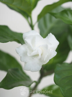 ต้นพุดกุหลาบ