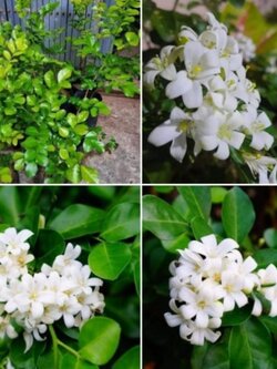 💞#แก้วพวงดวงใจ ดอกเธอช่างหอมนวลๆ พร้อมส่งจ๊ะ