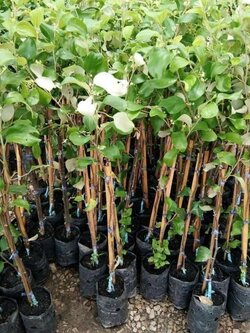 #พุทรานมสด ต้นสวยๆ ขนาด60-70 พร้อมส่งจ้า