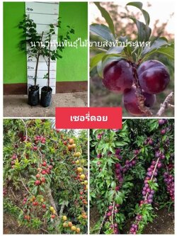 🍒🍒ต้นเชอรี่ดอยหรือลูกไหน พร้อมปลูกคะ