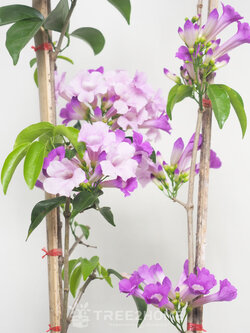 ต้นกระเทียมเถา