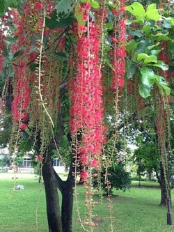 💢#ต้นจิกน้ำพร้อมส่ง ดอกสวยระย้า