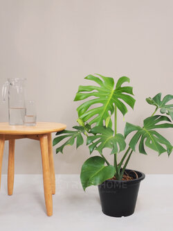 ต้นมอนสเตอร่า