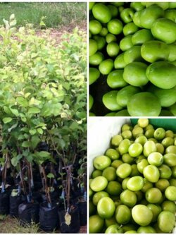 💢ต้นพุทรานมสด ต้นสวยไปพร้อมส่งจัา