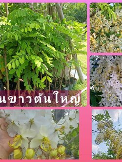 ต้นคูนขาวต้นใหญ่ ต้นทาบกิ่ง สวย ๆคะ