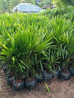 🍀#ต้นจั๋งเชียงใหม่ ไม้ประดับเพื่อความสวยงาม กอใหญ่ๆสวยๆ