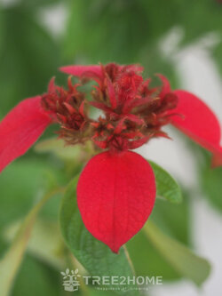 ต้นดอนญ่า สีแดง