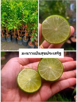 #มะนาวแป้นสุขประเสริฐ ไร้เมล็ด พันธุ๋ผสมระหว่างมะนาวแป้นพิจิตรและแม่ลูกดก น้ำเยอะ รสเปรี้ยว หอมแรง