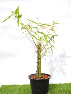 ต้นไผ่น้ำเต้า